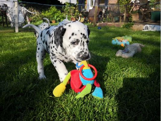 PoulaTo: Dalmatian puppy